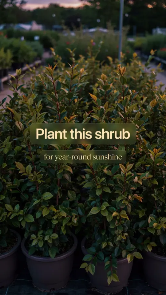 Sunshine Ligustrum | Bright Evergreen Shrub for Container Gardening | Front Yard Pot Ideas
