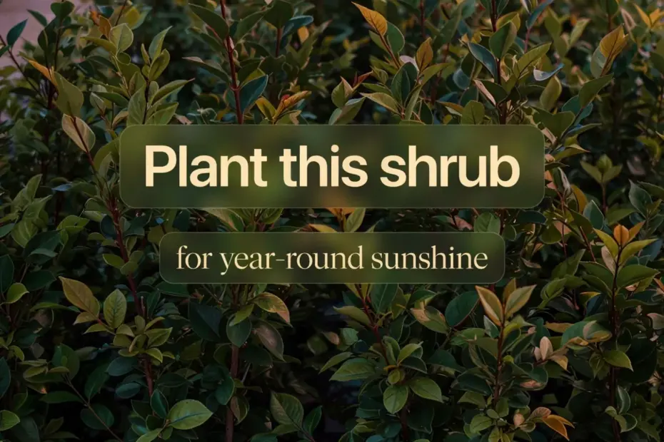 Sunshine Ligustrum | Bright Evergreen Shrub for Container Gardening | Front Yard Pot Ideas