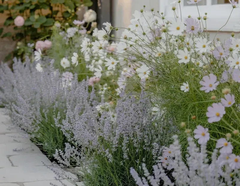 Budget Cottage Garden Pathway with Lavender and Cosmos 🌸