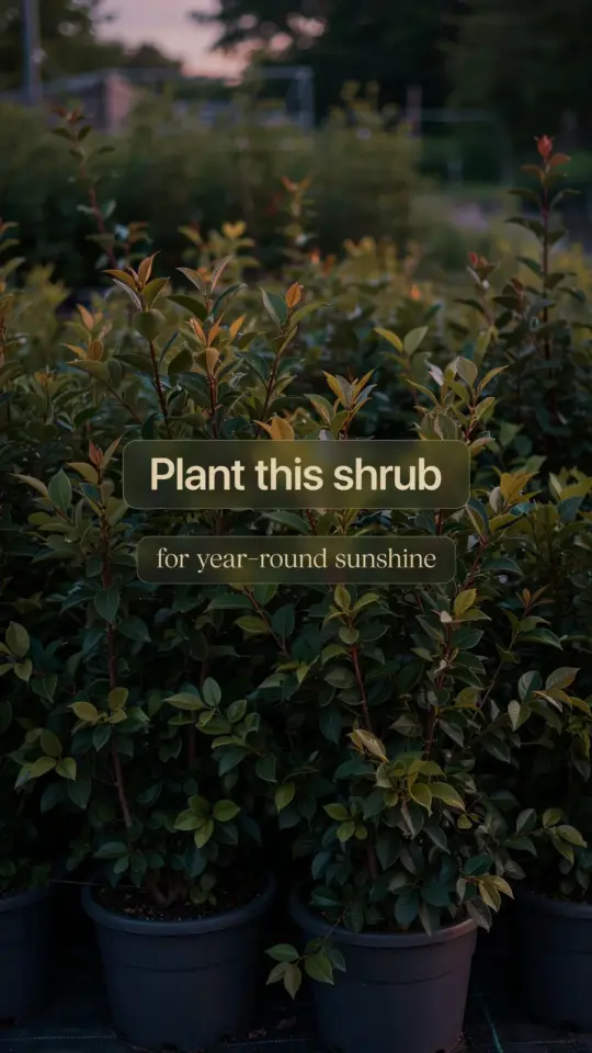 Sunshine Ligustrum on a Budget: Bright Evergreen Shrubs for Front Yard Landscaping