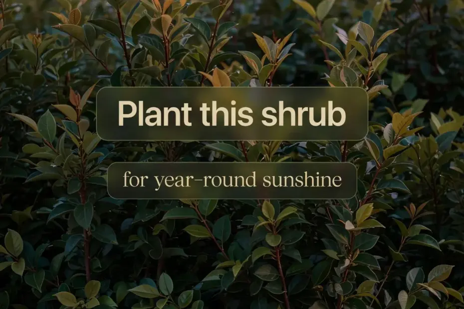 Sunshine Ligustrum on a Budget: Bright Evergreen Shrubs for Front Yard Landscaping