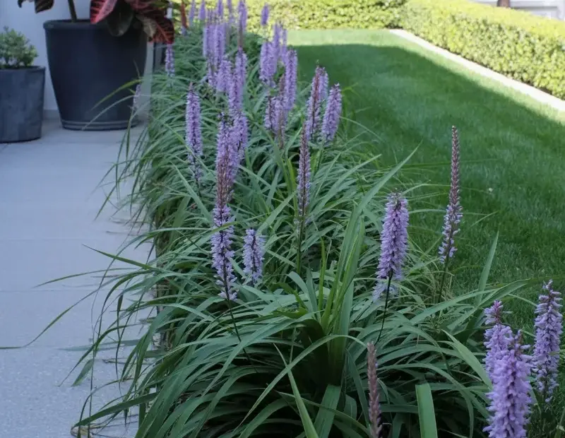 Purple Liriope Garden Border: Before & After Walkway Transformation