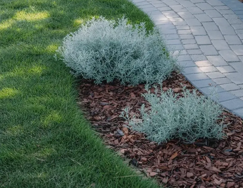 Curved Concrete Garden Path with Russian Sage Border