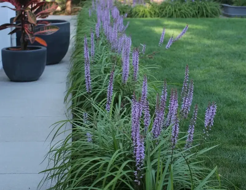 Purple Liriope Grass Border Ideas for a Cozy Garden Path