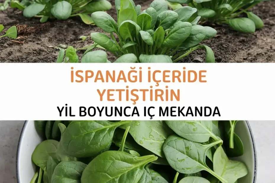 Fresh Spinach Growing in Dark Soil + Bowl of Fresh Leaves – My Tip